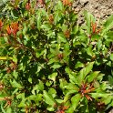 Amelia diversifolia (3)